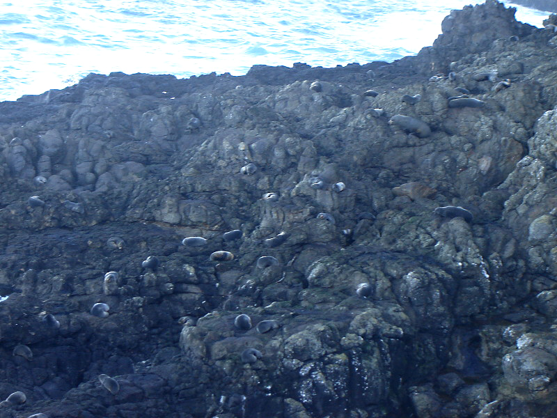 Sea Lions