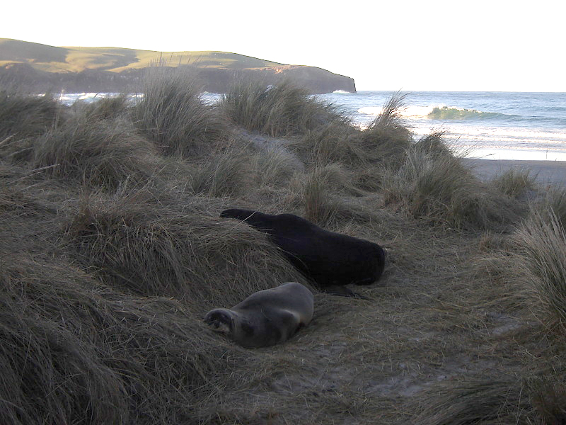 Sea Lions